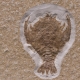 Fossils_Mixed_0017