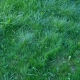 Grass Green