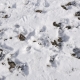 Snow Footprints