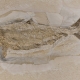 Fossils_Mixed_0006