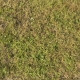 Grass Dead