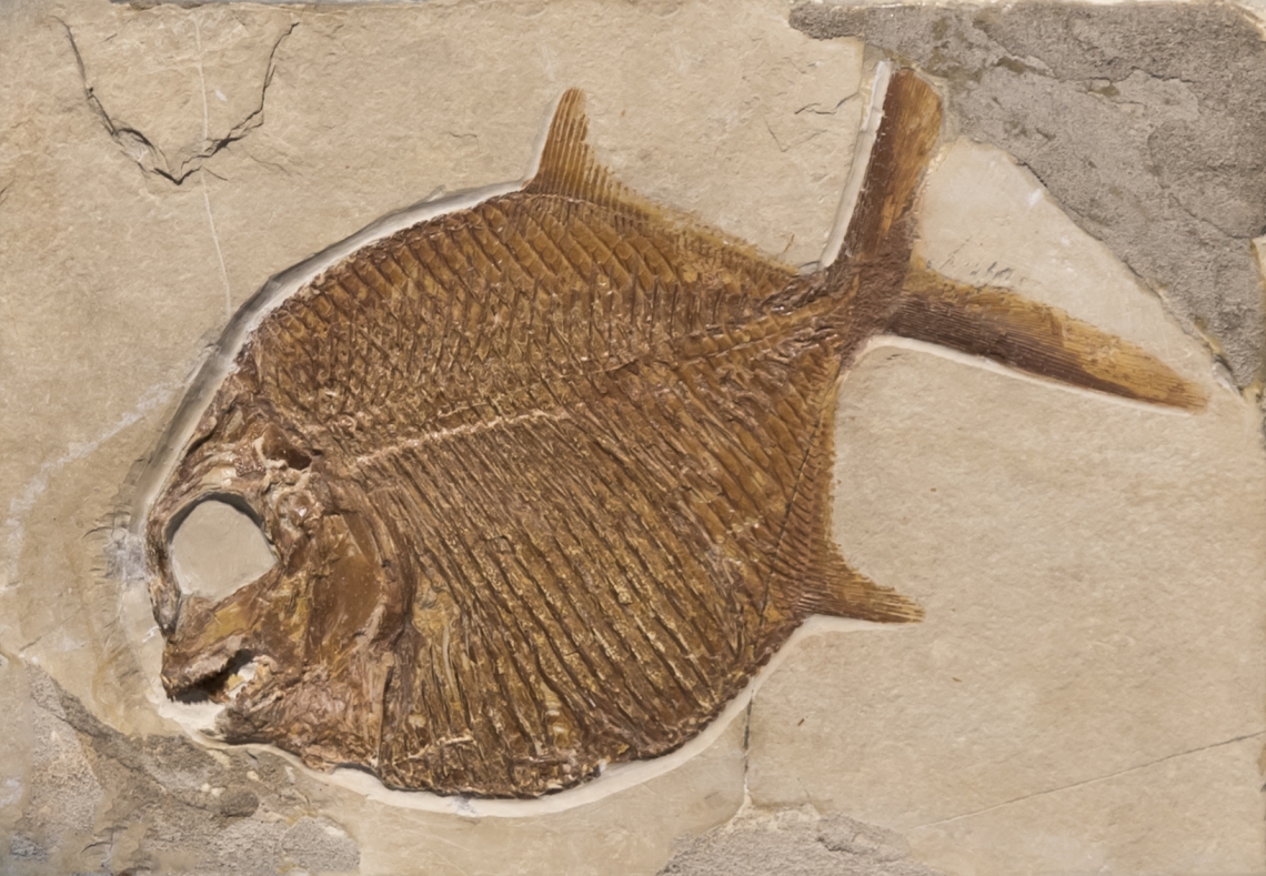 Fossils_Mixed_0011