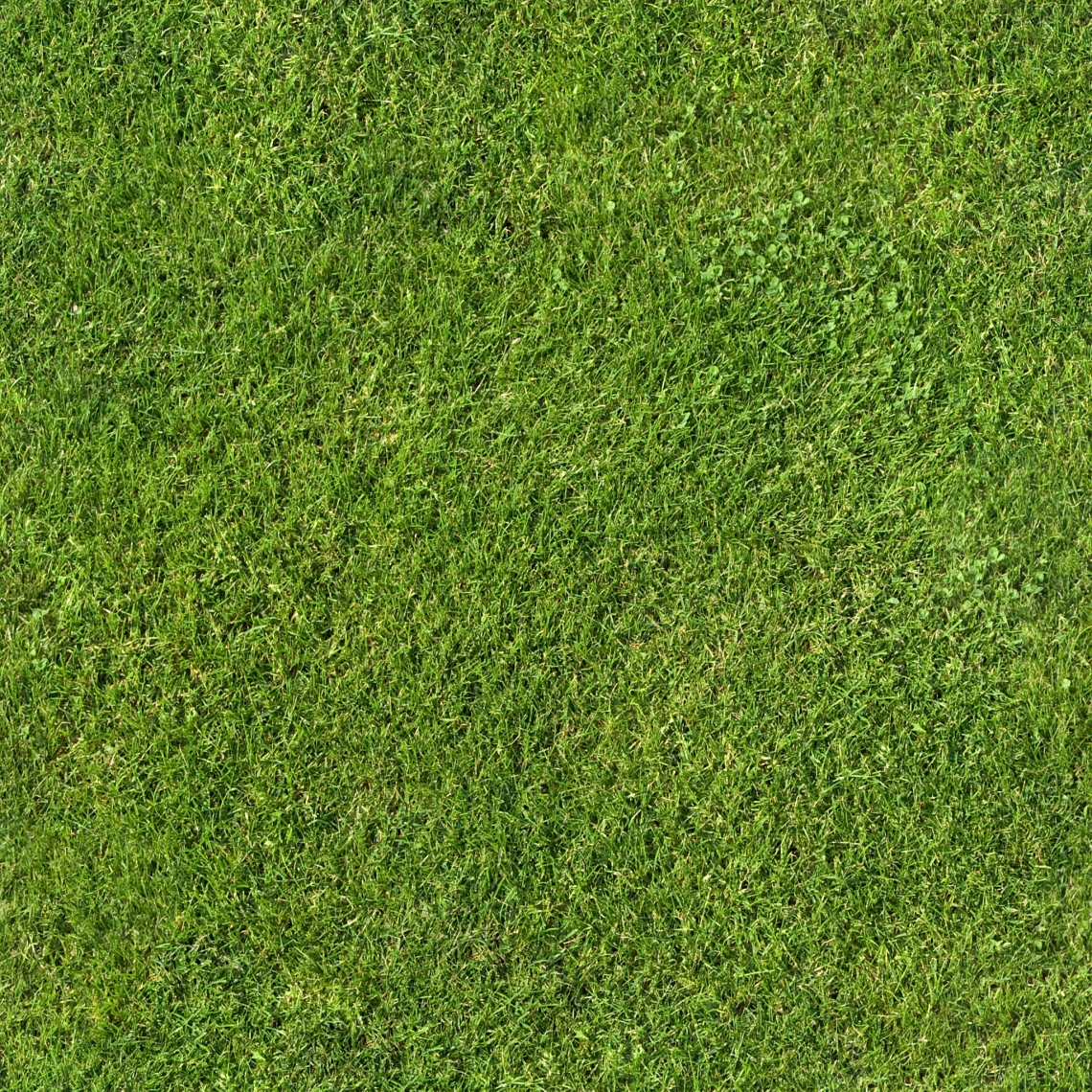 Grass Texture Seamless High Resolution