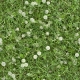 Seamless Grass