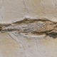 Fossils_Mixed_0002
