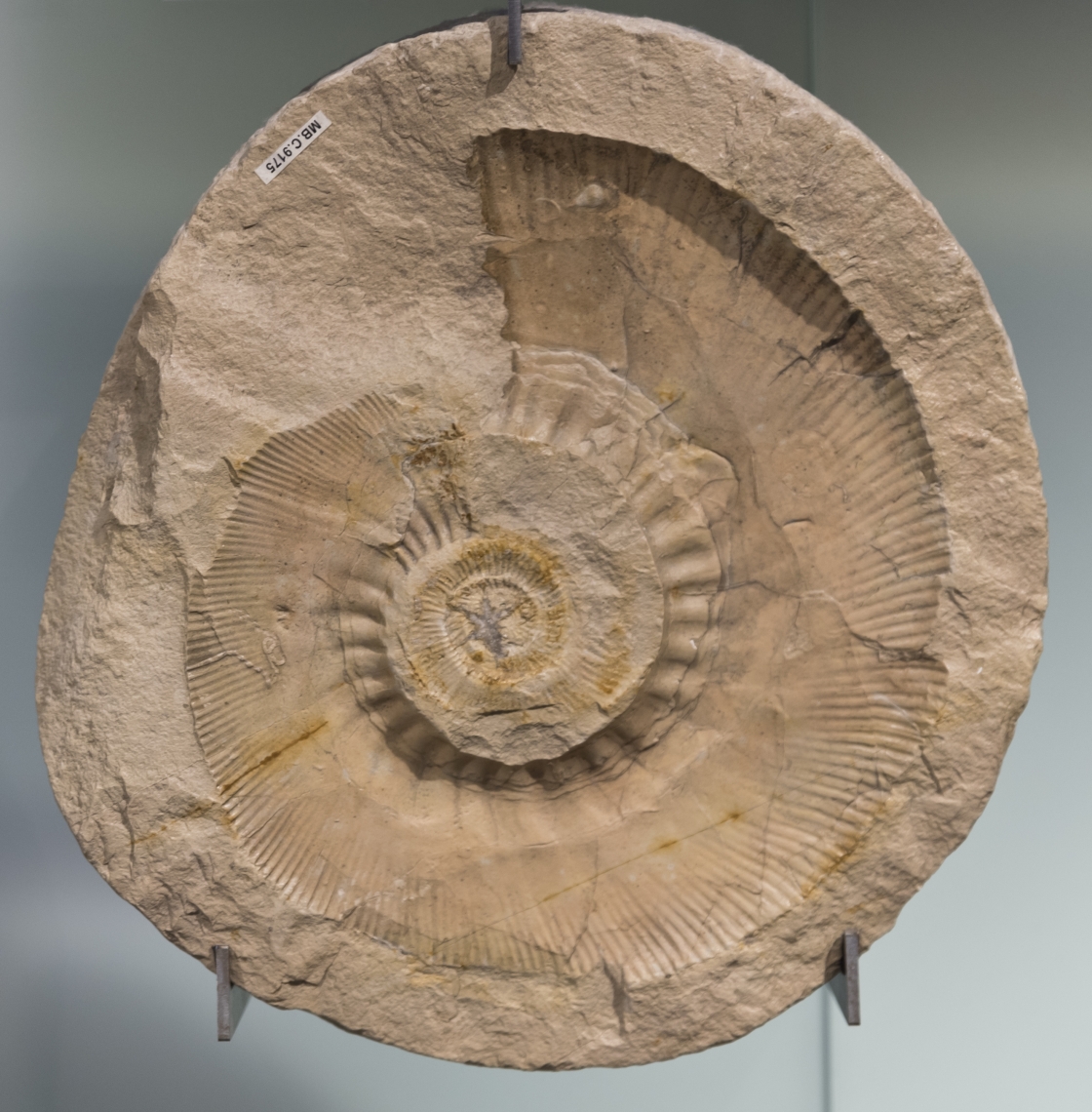 Fossils_Mixed_0009